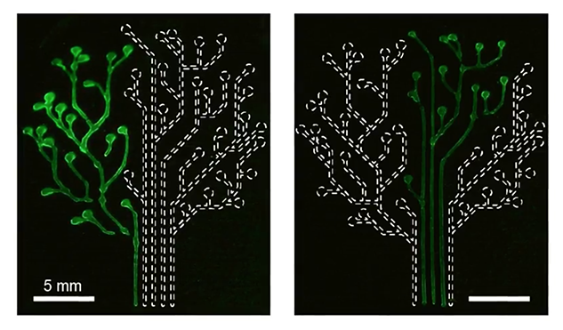 Il tatuaggio del MIT